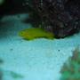 saltwater fish - gobiodon okinawae - clown goby, yellow stocking in 60 gallons tank - Gumdrop goby
