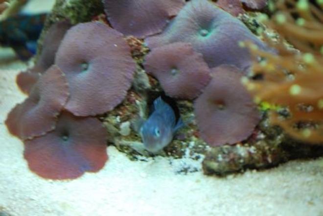 corals inverts - actinodiscus sp. - purple mushrooms stocking in 60 gallons tank - BiColor Blenny (Lenny) He likes to hide in this mushroom coral