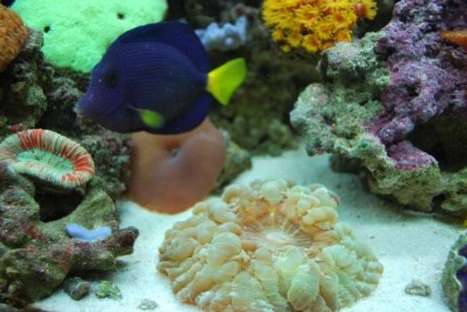 saltwater fish - zebrasoma xanthurum - purple tang stocking in 60 gallons tank - Scolenia is taking over the tank after a few weeks