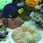 saltwater fish - zebrasoma xanthurum - purple tang stocking in 60 gallons tank - Scolenia is taking over the tank after a few weeks