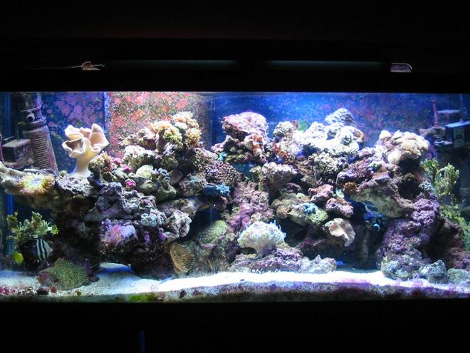 75 gallons reef tank (mostly live coral and fish) - My tank before it crashed