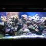 75 gallons reef tank (mostly live coral and fish) - My tank before it crashed