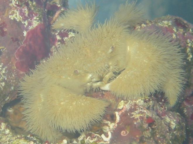 corals inverts - fungia sp. - plate coral stocking in 75 gallons tank - The first hitch hiker i had this fellow was big about the size of my palm across
