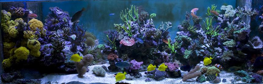 Rated #10: Saltwater Fish - Zebrasoma Flavescens - Yellow Tang - Hawaii Stocking In 400 Gallons Tank - 7.5 ft Long - 3 ft Wide - 2.5ft High
6 Ft Sump = 400 UK Gallons

8 Streams all hidden in Weirs
GHL Profilux

4 * 400 Watt Halides with Coralview Electronic Ballasts and Luminarc 3 Reflectors.  Currently using 20k Radium lamps

Aquamedic 5000 Twin Skimmer
Aquamedic Titan 2000 Chiller

2 * 150 gallon water change VATS