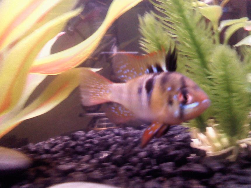 Rated #3504: 6 Gallons Freshwater Fish Tank - My favorite ram Nikon