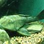 freshwater fish - glyptoperichthys gibbiceps - sailfin pleco (l-83) stocking in 200 gallons tank - pleco
