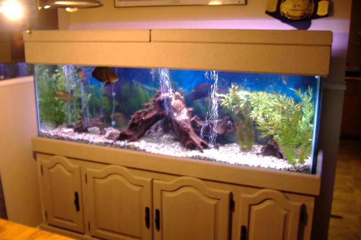 125 gallons freshwater fish tank (mostly fish and non-living decorations) - 125 tank