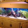 125 gallons freshwater fish tank (mostly fish and non-living decorations) - 125 tank