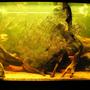 120 gallons freshwater fish tank (mostly fish and non-living decorations) - centre section