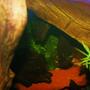 freshwater fish stocking in 120 gallons tank - loving couple