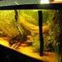 120 gallons freshwater fish tank (mostly fish and non-living decorations) - another tank pic