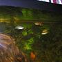 freshwater fish - poecilia latipinna - sailfin molly stocking in 120 gallons tank - feeding time