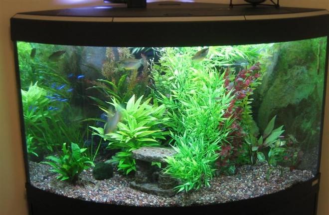 55 gallons planted tank (mostly live plants and fish) - I have had this corner unit for about a year.  Equipment includes a Fluval 205 canister filter, Aquaclear powerhead with quickfilter attachment and a heater.  There is also a "cave" in the back corner (cannot be seen in the photo) which the gouramis/loaches use as a retreat.