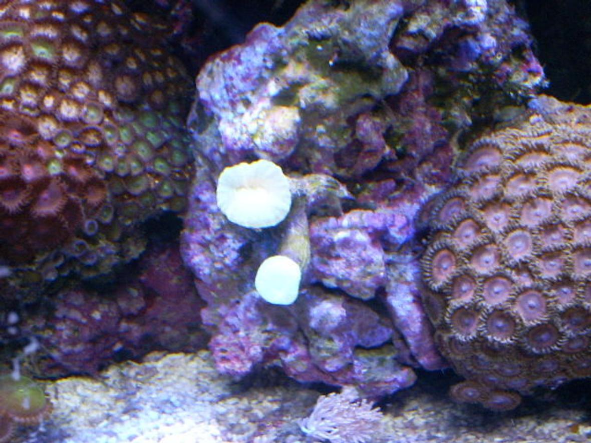 corals inverts - zoanthus sp. - button polyp, pink stocking in 24 gallons tank - pink pallys and candy cane coral