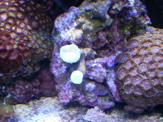 corals inverts - zoanthus sp. - button polyp, pink stocking in 24 gallons tank - pink pallys and candy cane coral