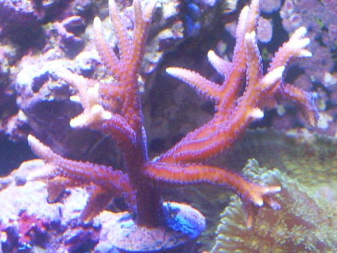 corals inverts - seriatopora hystrix - birdsnest coral stocking in 24 gallons tank - birdsnest