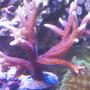 corals inverts - seriatopora hystrix - birdsnest coral stocking in 24 gallons tank - birdsnest