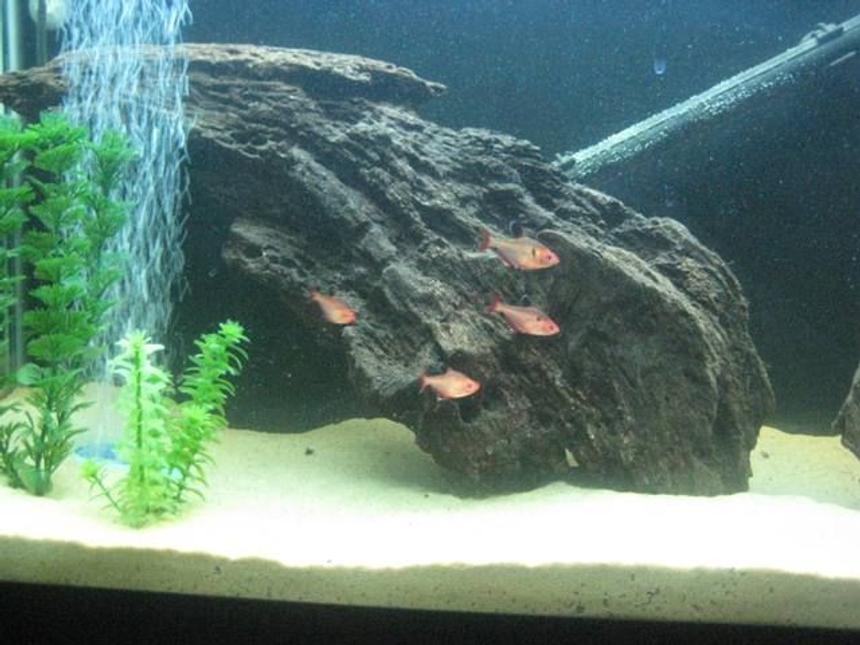 Rated #231: Freshwater Fish - Hyphessobrycon Callistus - Red Minor Serpae Tetra Stocking In 55 Gallons Tank - Serpae Tetras is the 55 Gal Amazon Biotope