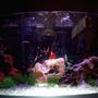 46 gallons freshwater fish tank (mostly fish and non-living decorations) - 46 Gallon Bow
