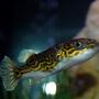 freshwater fish - tetraodon biocellatus - figure 8 puffer stocking in 46 gallons tank - Puffer....before you say anything. I know he's brackish, and he's been around for 6 months plus. I keep the salt a little high, not too high tho. He does well with the cichlids. no one bothers with him.