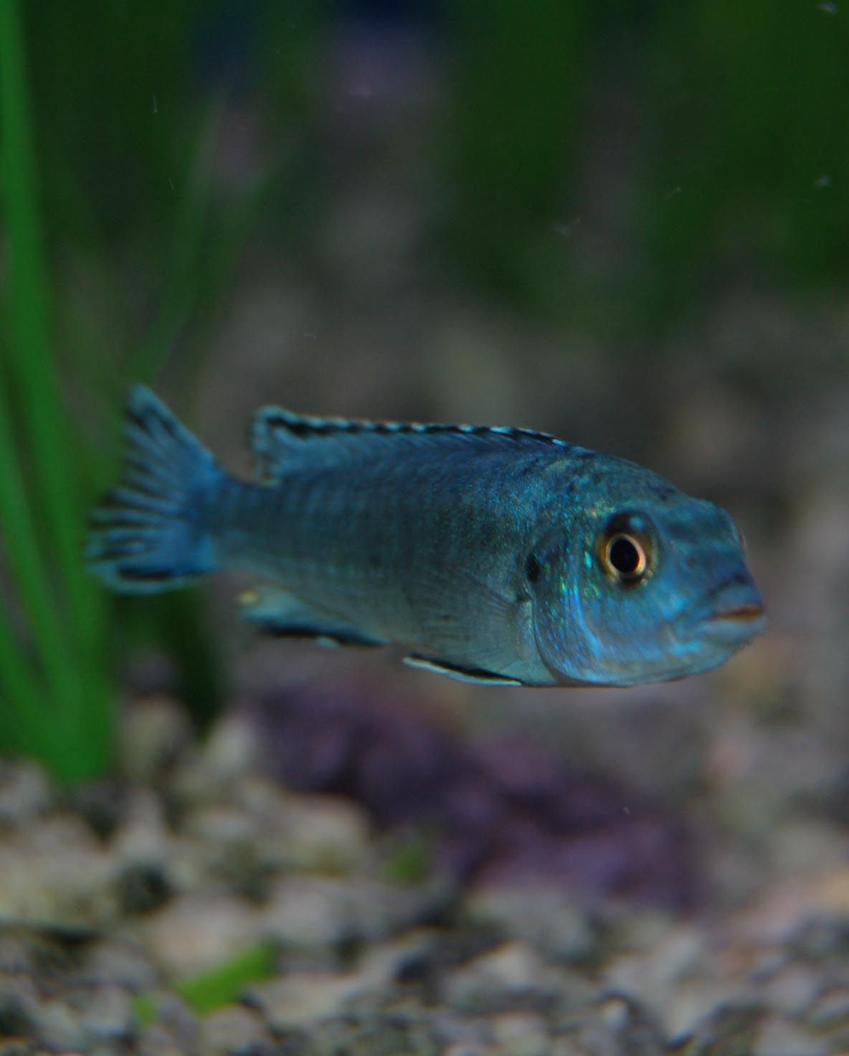 Rated #492: Freshwater Fish - Melanochromis Johannii - Johanni Cichlid Stocking In 46 Gallons Tank - Electric Blue