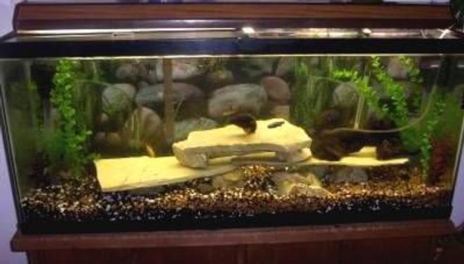 75 gallons freshwater fish tank (mostly fish and non-living decorations) - the 75 after I moved "Dumpster" out of it.I will be updating it soon.