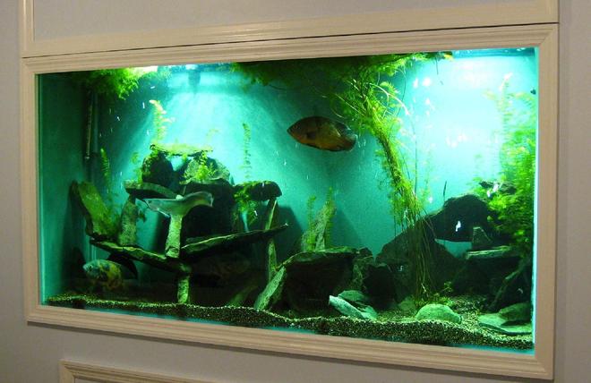 200 gallons freshwater fish tank (mostly fish and non-living decorations) - 200 gallon