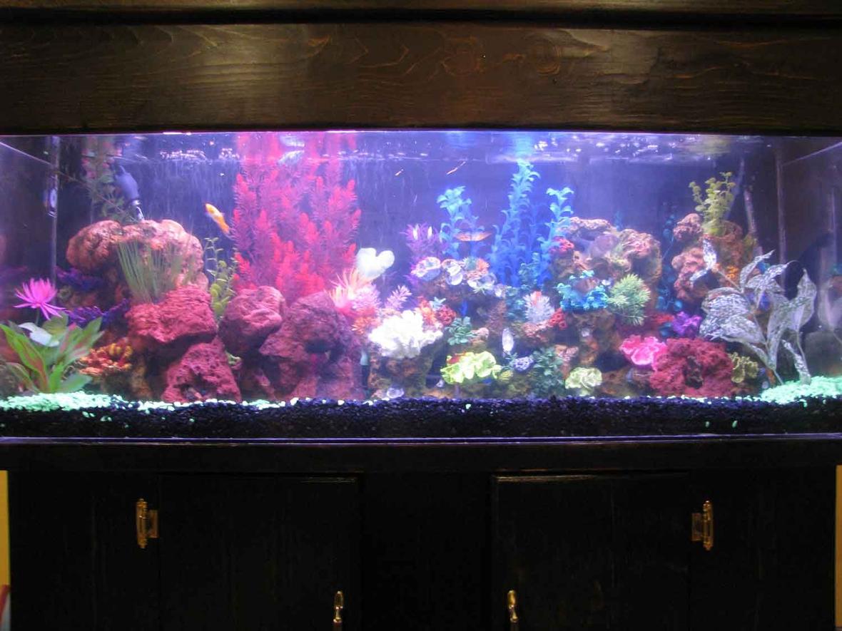 60 gallons freshwater fish tank (mostly fish and non-living decorations) - i restored this tank from ground zero. this tank looks alot better in person.