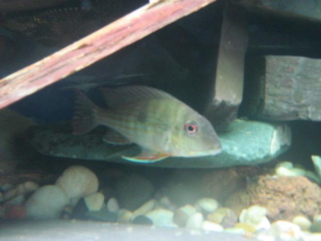 freshwater fish - geophagus dicrozoster - monster fish stocking in 92 gallons tank - Geophagus . . .