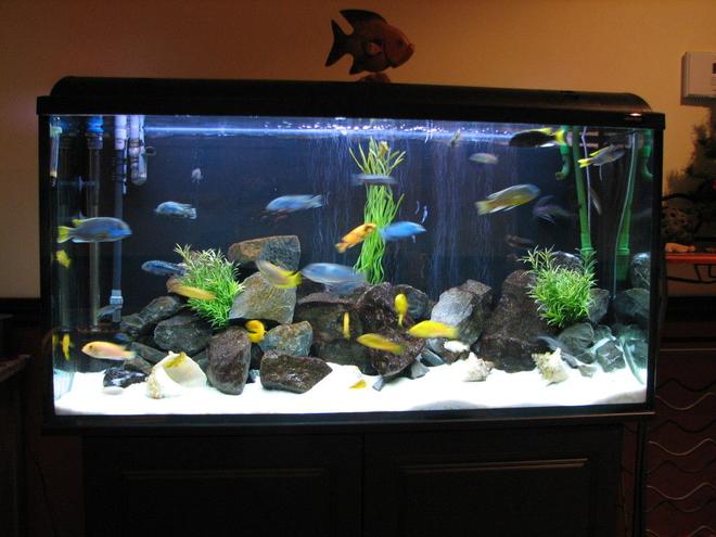 50 gallons freshwater fish tank (mostly fish and non-living decorations) - my 77g with african cichlid