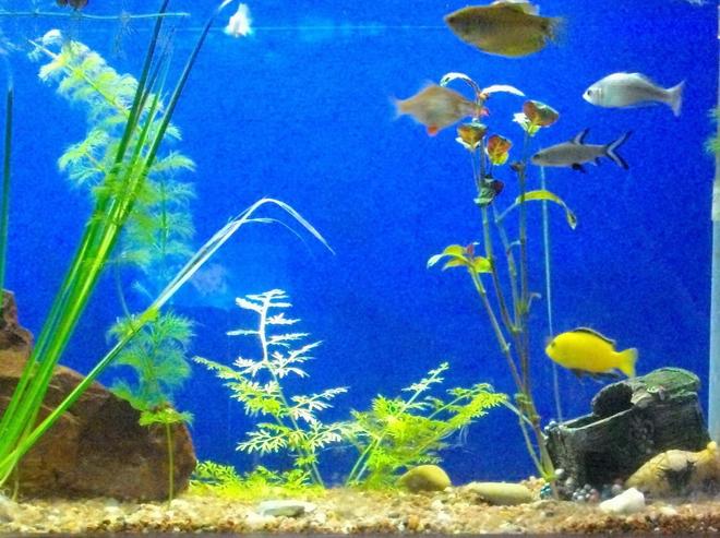 freshwater fish - labidochromis caeruleus - electric yellow cichlid stocking in 6 gallons tank