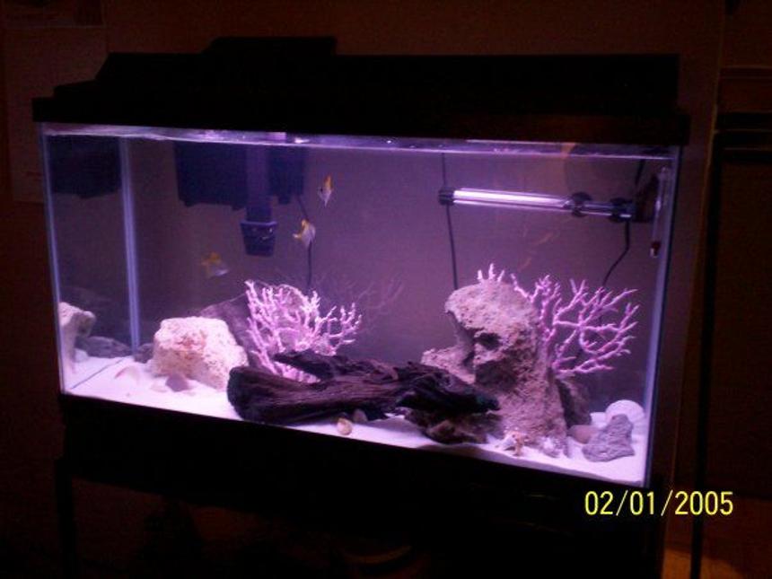 Rated #3413: 38 Gallons Freshwater Fish Tank - 38 Gallon brackish water tank. Minimalist design. Sand substrate, dead rock, and fake coral. No plants. Species include mono argtenus and mono sebae. Date on image is incorrect.