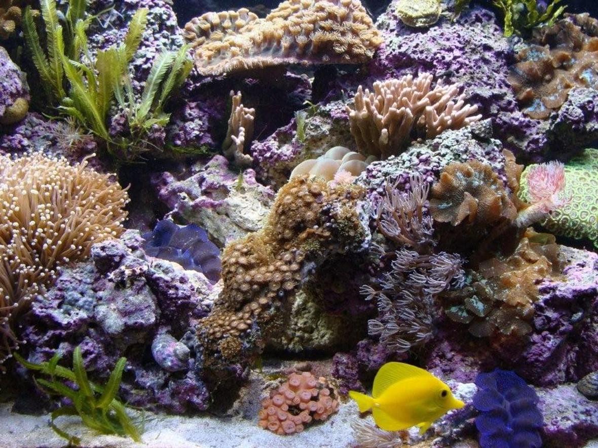 corals inverts - euphyllia glabrescens - torch coral stocking in 90 gallons tank - my tank