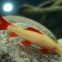 freshwater fish - epalzeorhynchos frenatus - albino rainbow shark stocking in 150 gallons tank - Albino Rainbow Shark