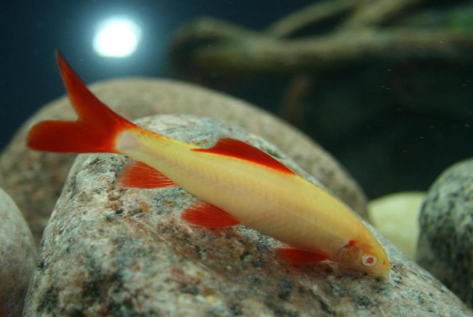 freshwater fish - epalzeorhynchos frenatus - albino rainbow shark stocking in 150 gallons tank - Albino Rainbow Shark