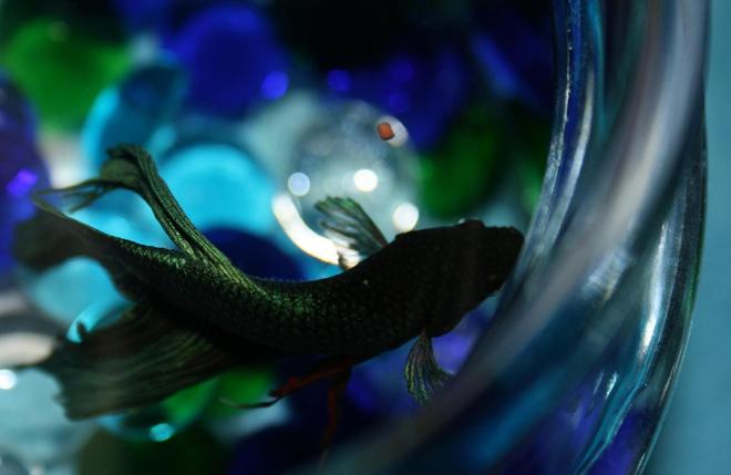 freshwater fish - betta splendens - betta - male stocking in 150 gallons tank - Betta Bowl Birds Eye View