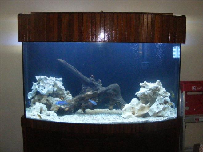 90 gallons freshwater fish tank (mostly fish and non-living decorations) - 90 gallons african mixed tank