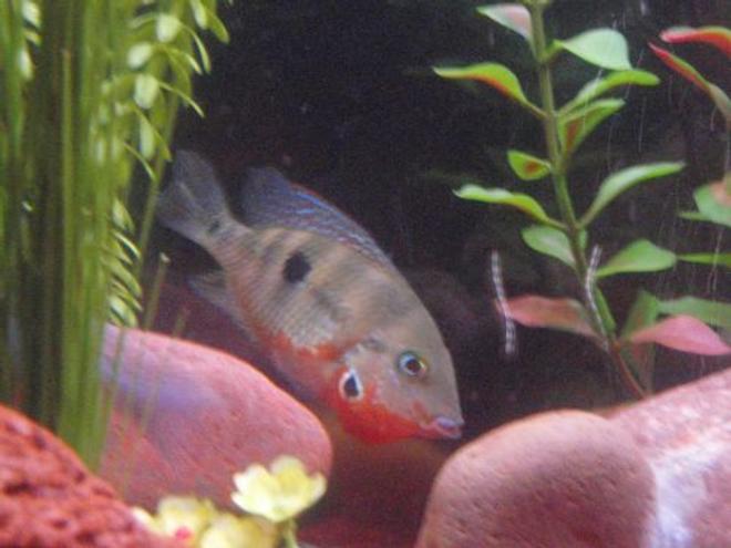 freshwater fish - thorichthys meeki - firemouth cichlid stocking in 29 gallons tank - firebelly