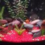 freshwater fish - pseudotropheus estherae - red zebra cichlid stocking in 29 gallons tank - 29g bow