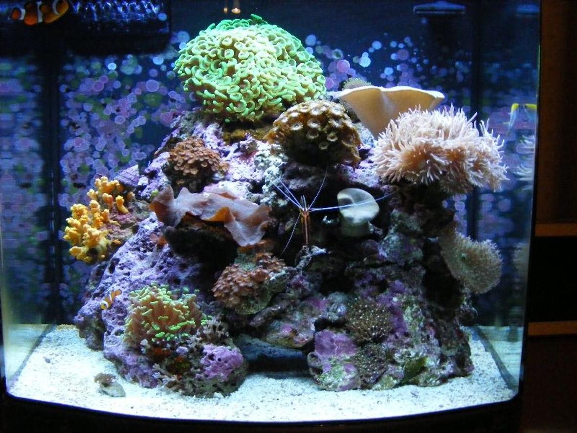 24 gallons reef tank (mostly live coral and fish) - latest
