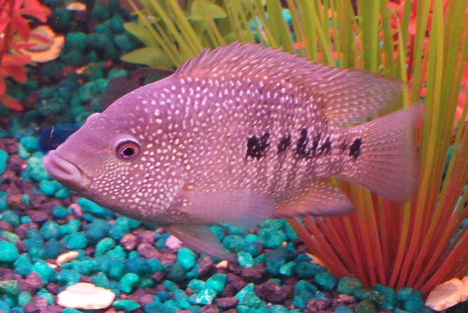freshwater fish - herichthys cynoguttatus - texas cichlid stocking in 90 gallons tank - Texas Cichlid aka Jack The Mexicutioner Nasty Jack on the patrol looking for the next fight to get into, he is missing his black leather jacket and harley davidson