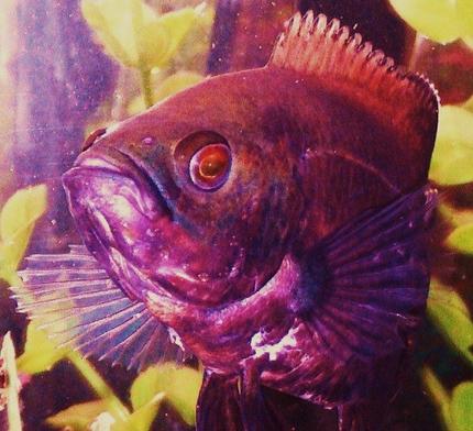 freshwater fish - astronotus ocellatus - red oscar stocking in 90 gallons tank - Red Oscar aka Soul Sister Red  trying to cummunicate telepathicly