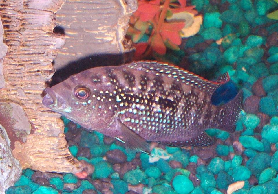 freshwater fish - nandopsis octofasciatum - jack dempsey stocking in 90 gallons tank - Jack Dempsey aka Mayan Jewel    Still a juvenile  but is becoming a bit more assertive and territorial