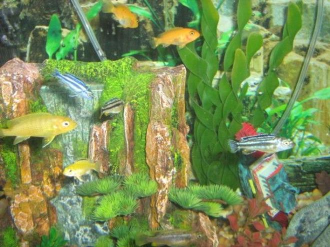 freshwater fish - melanochromis auratus - auratus cichlid stocking in 75 gallons tank - Africans