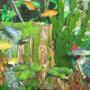 freshwater fish - melanochromis auratus - auratus cichlid stocking in 75 gallons tank - Africans