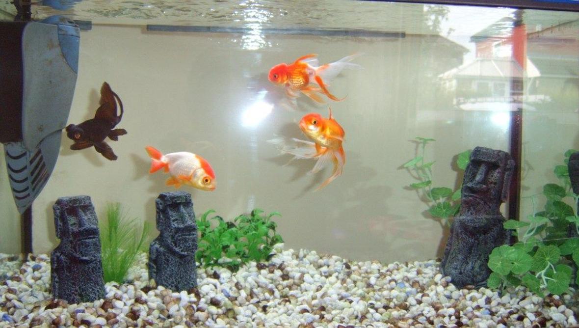 freshwater fish - carassius auratus - fantail goldfish stocking in 14 gallons tank - Goldfish