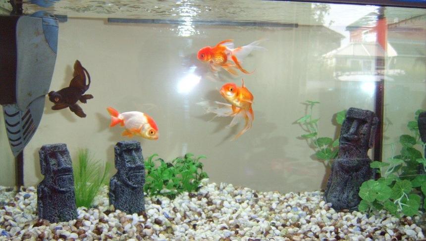 Rated #165: Freshwater Fish - Carassius Auratus - Fantail Goldfish Stocking In 14 Gallons Tank - Goldfish