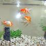 freshwater fish - carassius auratus - fantail goldfish stocking in 14 gallons tank - Goldfish