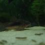 freshwater fish - corydoras aeneus - bronze cory stocking in 11 gallons tank - One of my three very healthy bronze corydoras !