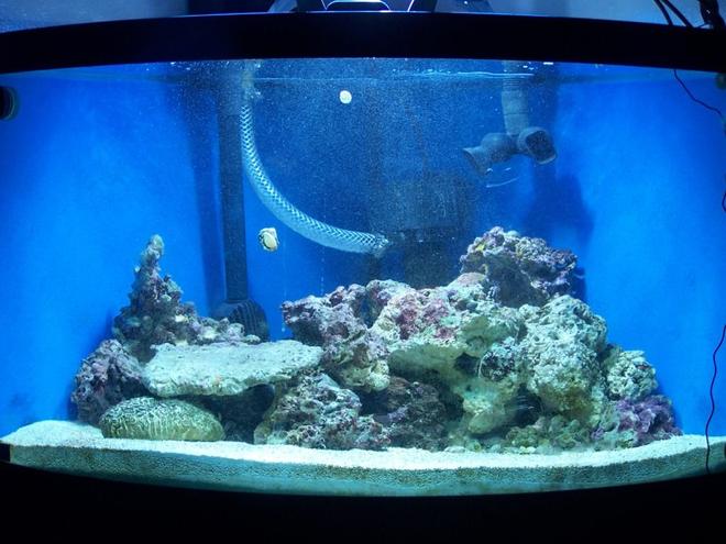 70 gallons saltwater fish tank (mostly fish, little/no live coral) - 70 gal bowfront, fx5, 380 watt metal halide / pc combo, remora with mag drive 3, approx 40 lbs live rock and 80 lbs lvie sand, astrea, nassarious and turbo snails with scarlet and blue leg hermits. Coral beauty angel and black and white oscellaris